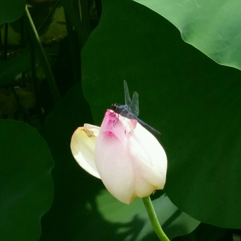 Meet your Posher, Aisha